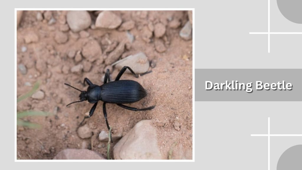 Darkling Beetle