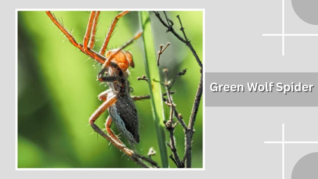 Green Wolf Spider