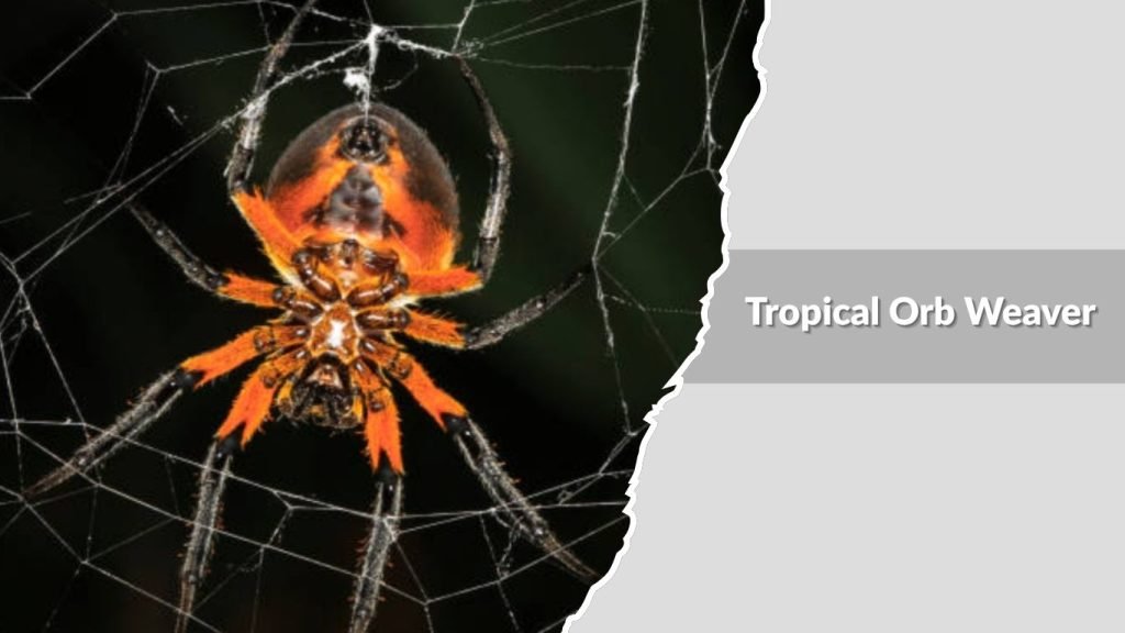 Tropical Orb Weaver