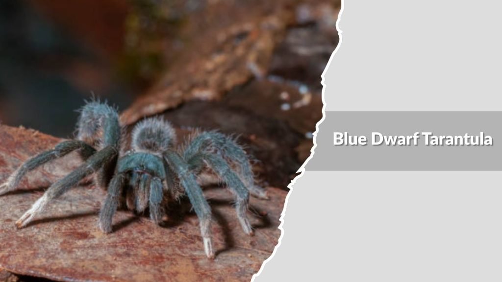 Blue Dwarf Tarantula