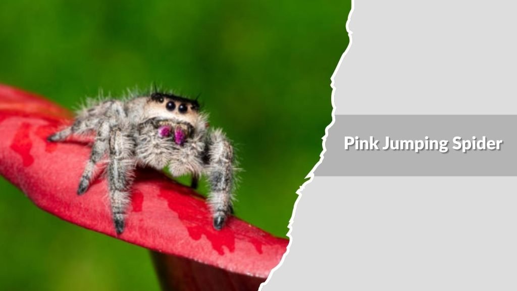 Pink Jumping Spider