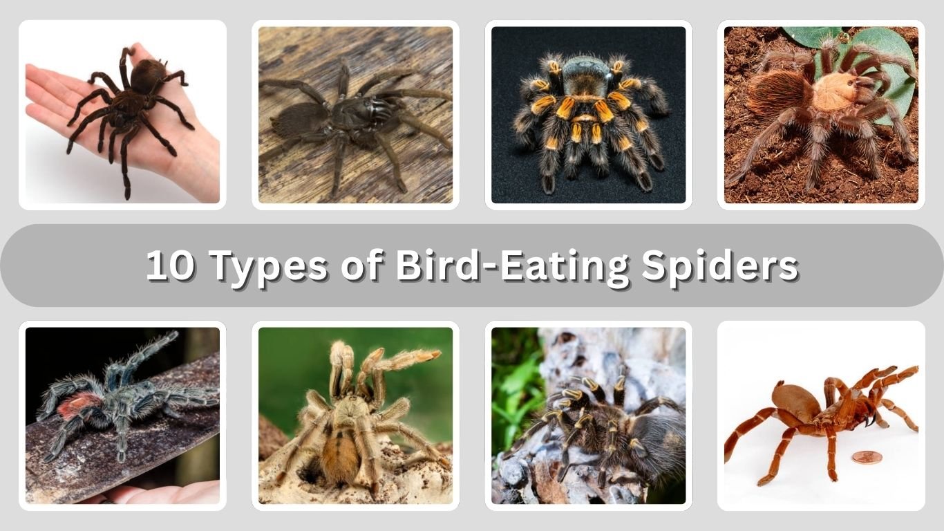 10 Types of Bird-Eating Spiders: Identification with Pictures