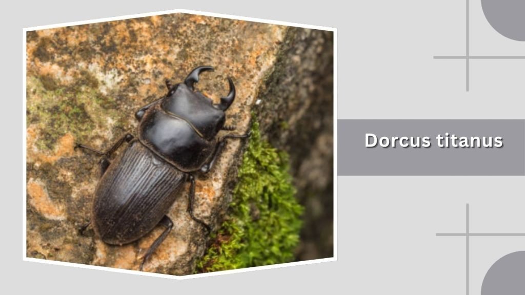  Dorcus titanus