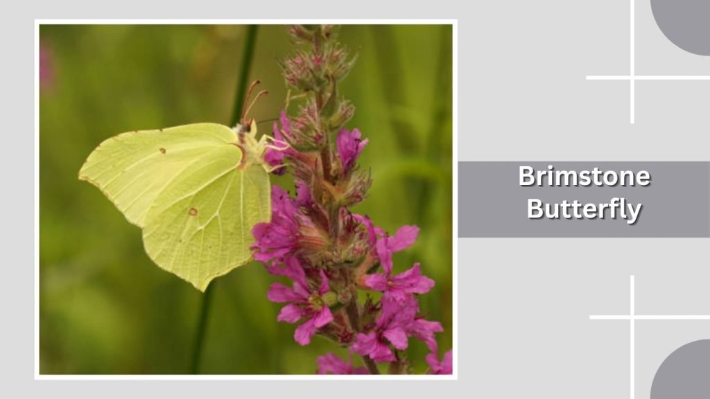  Brimstone Butterfly