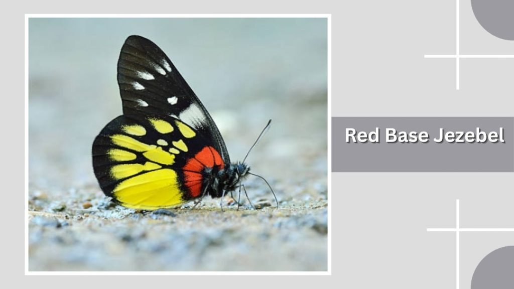 Red Base Jezebel