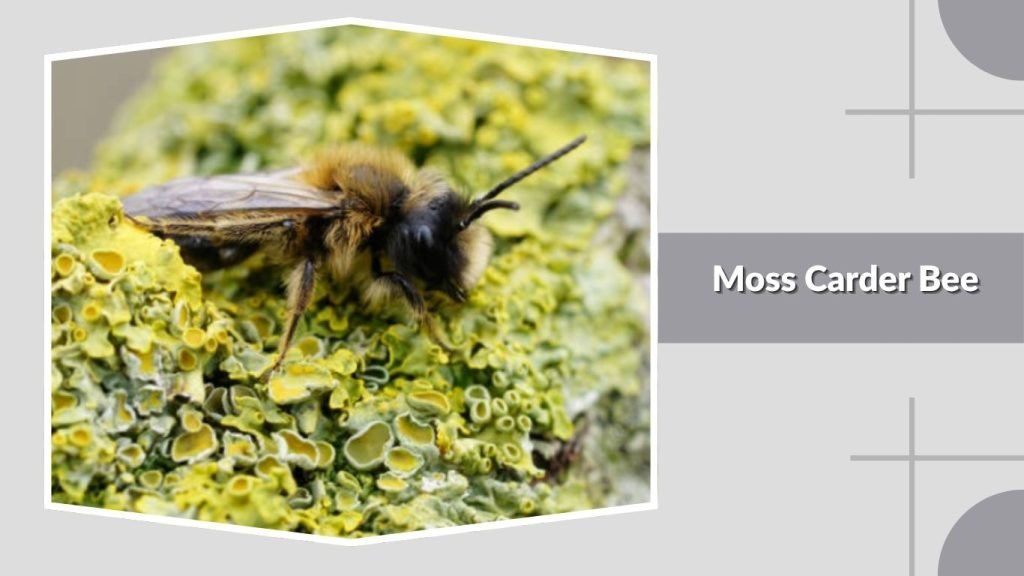 Moss Carder Bee