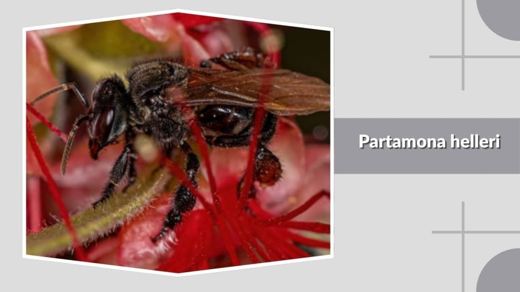 Partamona helleri