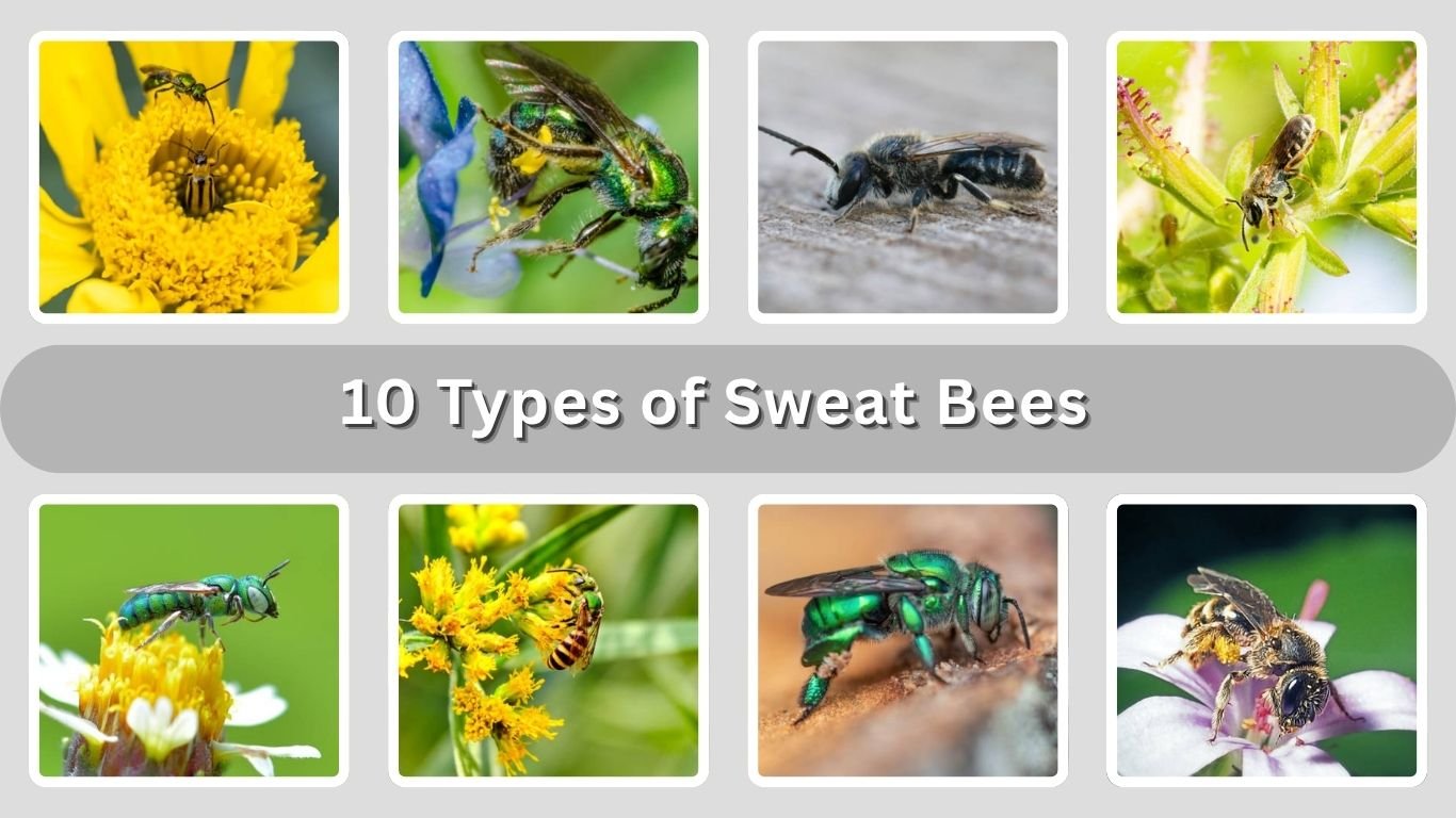 10 Types of Sweat Bees: Size, Color, Diet: Identification with Pictures