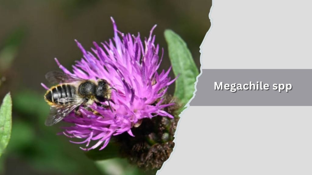  Megachile spp