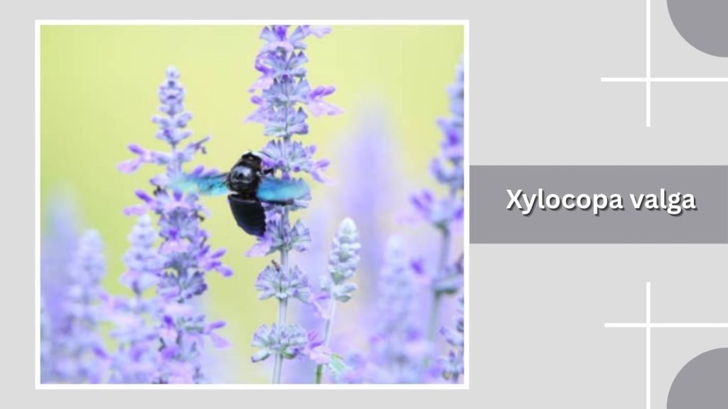  Xylocopa valga