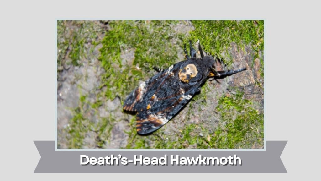Death’s-Head Hawkmoth