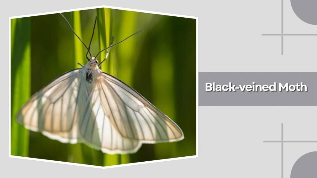 Black-veined Moth