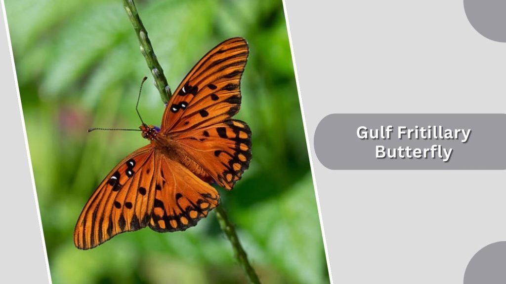 Gulf Fritillary Butterfly