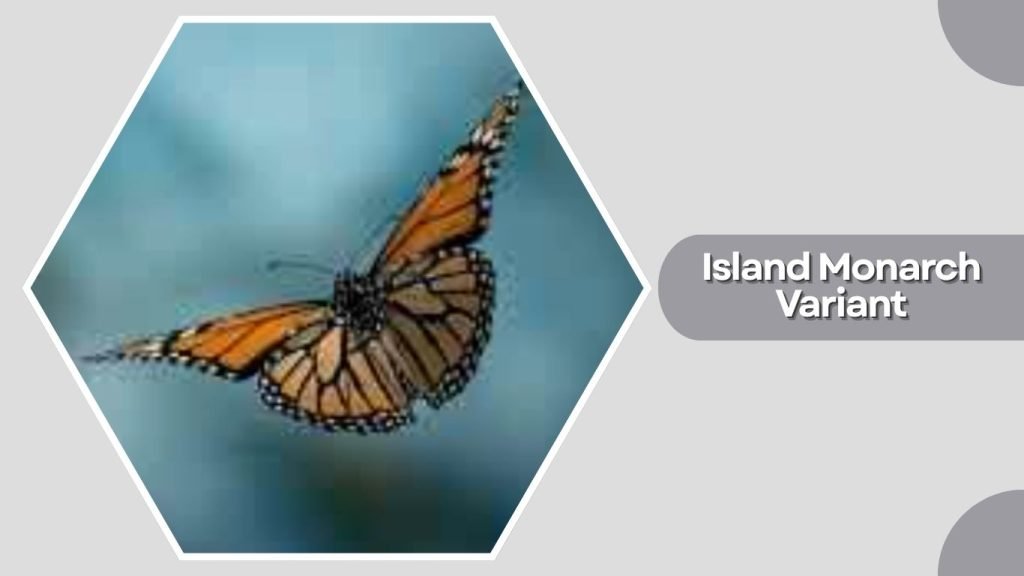 Island Monarch Variant