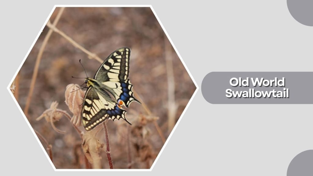  Old World Swallowtail
