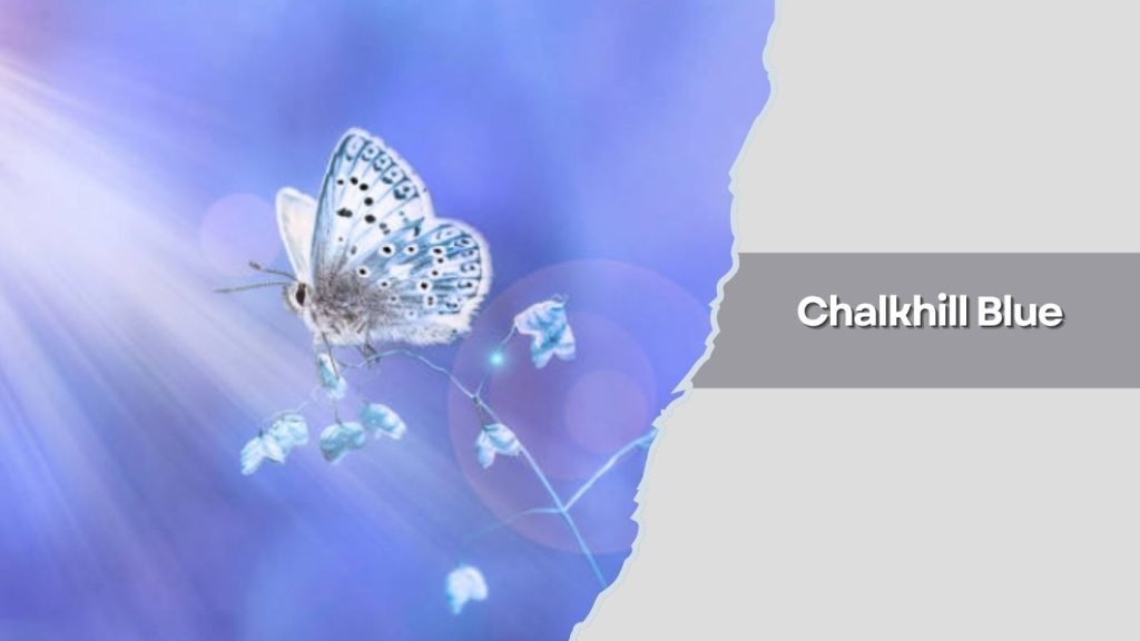  Chalkhill Blue