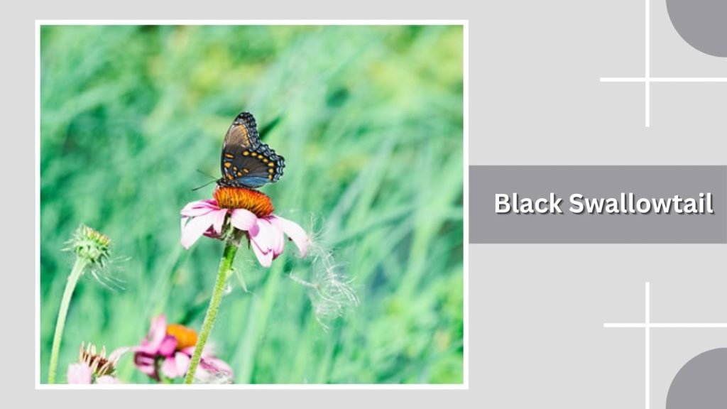  Black Swallowtail 