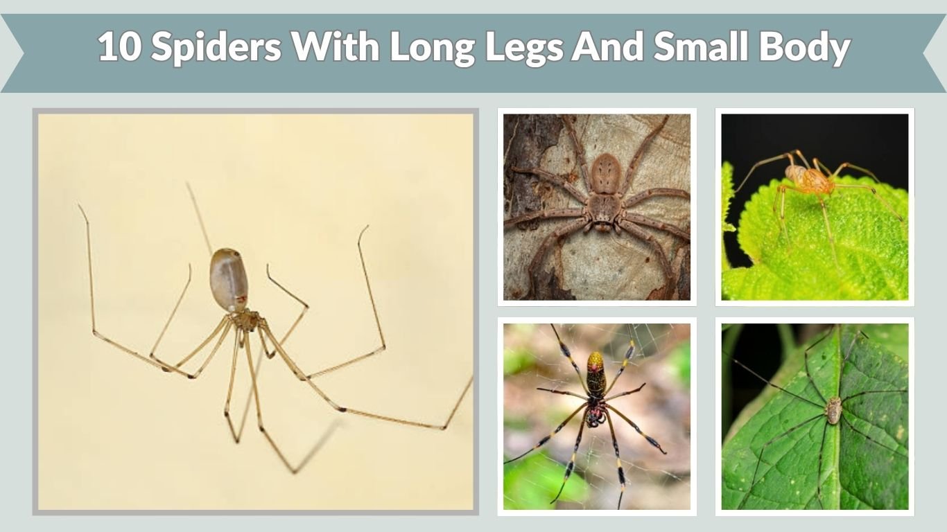 10 Spiders With Long Legs And Small Body (ID with Picture)