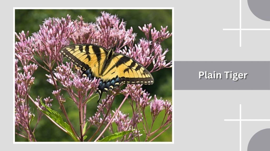 Plain Tiger