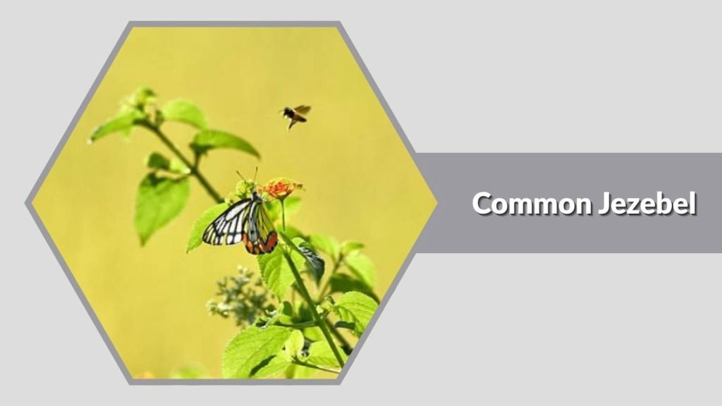 Common Jezebel