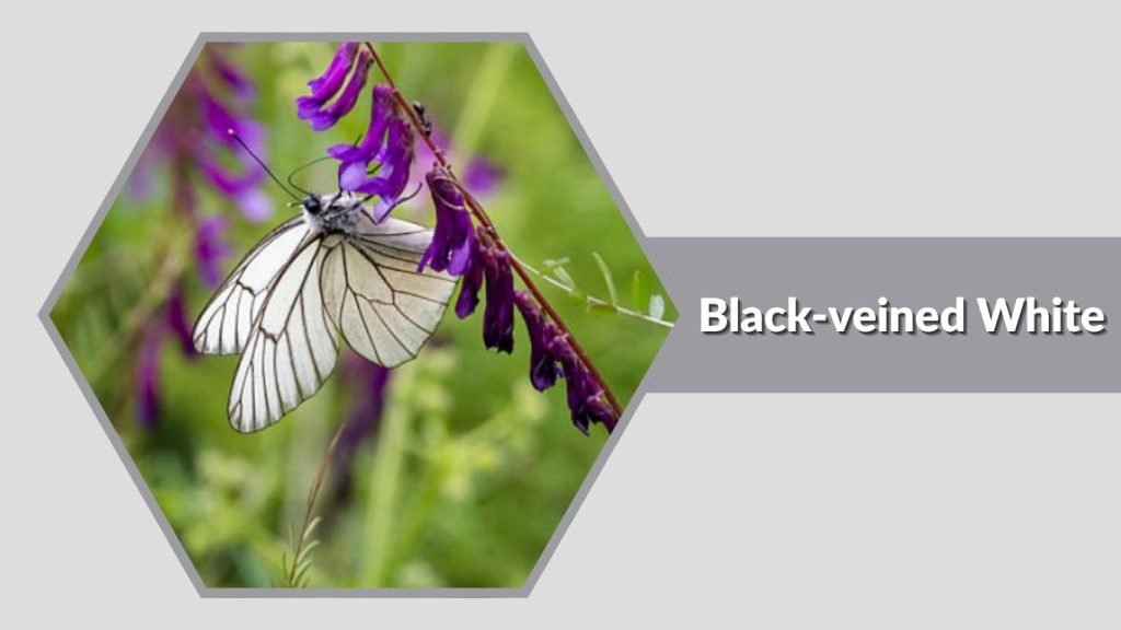 Black-veined White