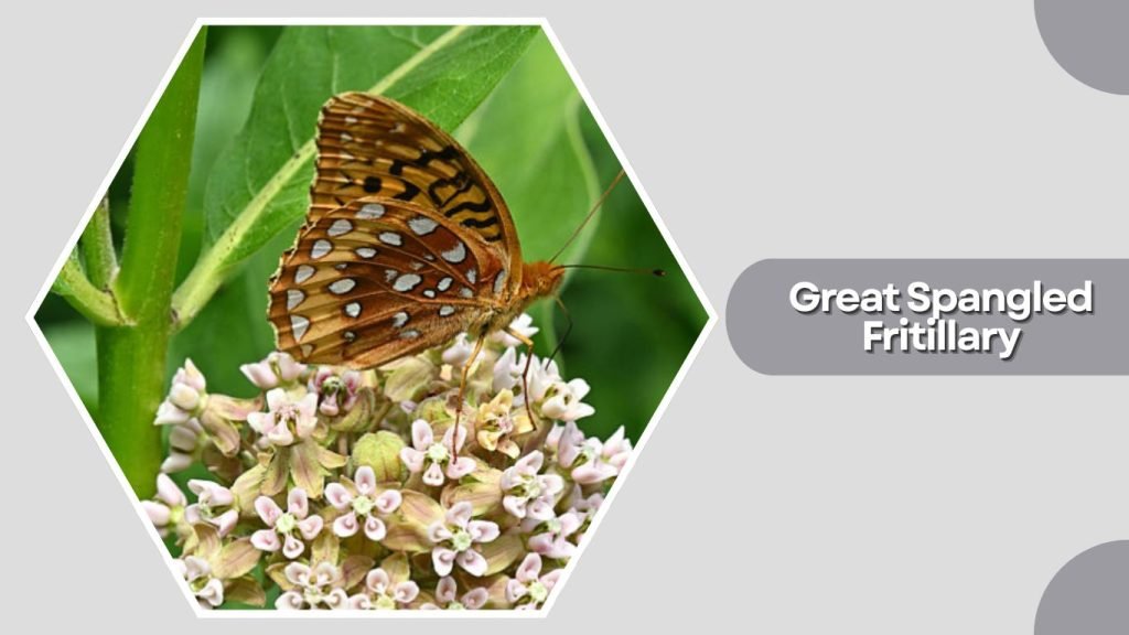  Great Spangled Fritillary