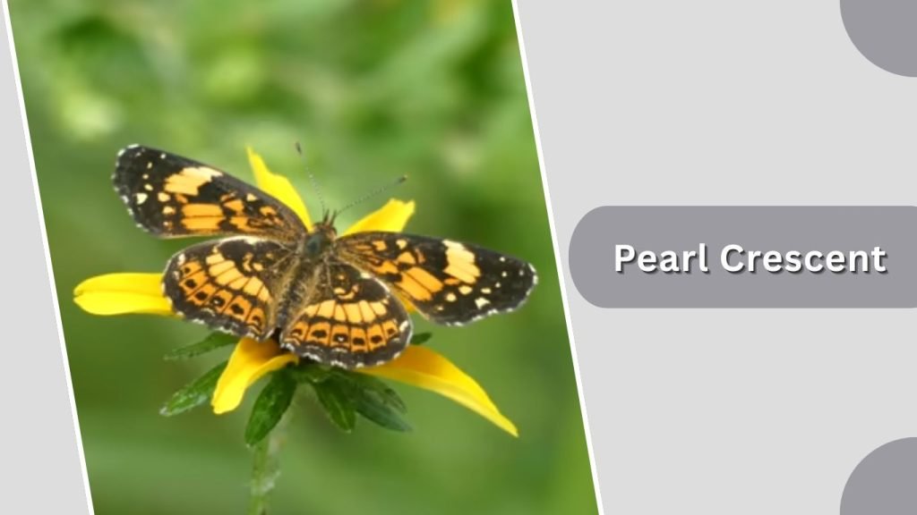  Pearl Crescent