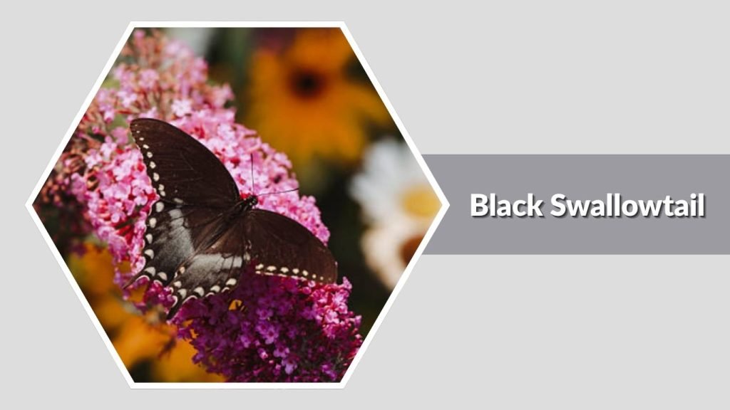  Black Swallowtail