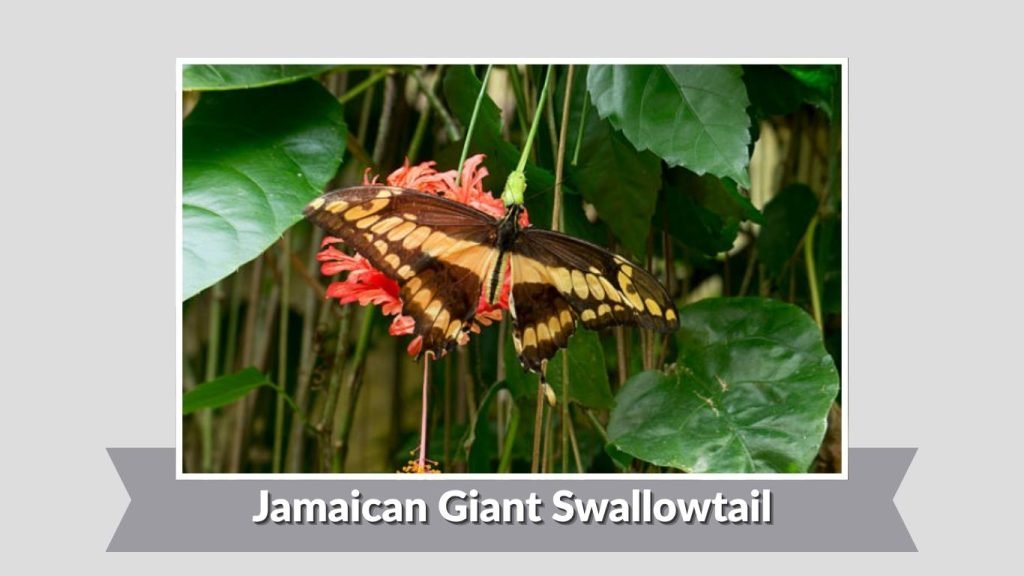 Jamaican Giant Swallowtail