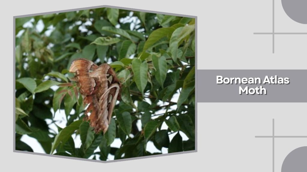 Bornean Atlas Moth