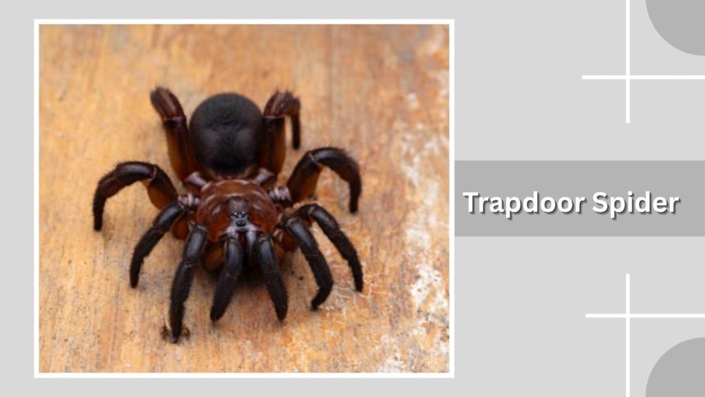 Trapdoor Spider