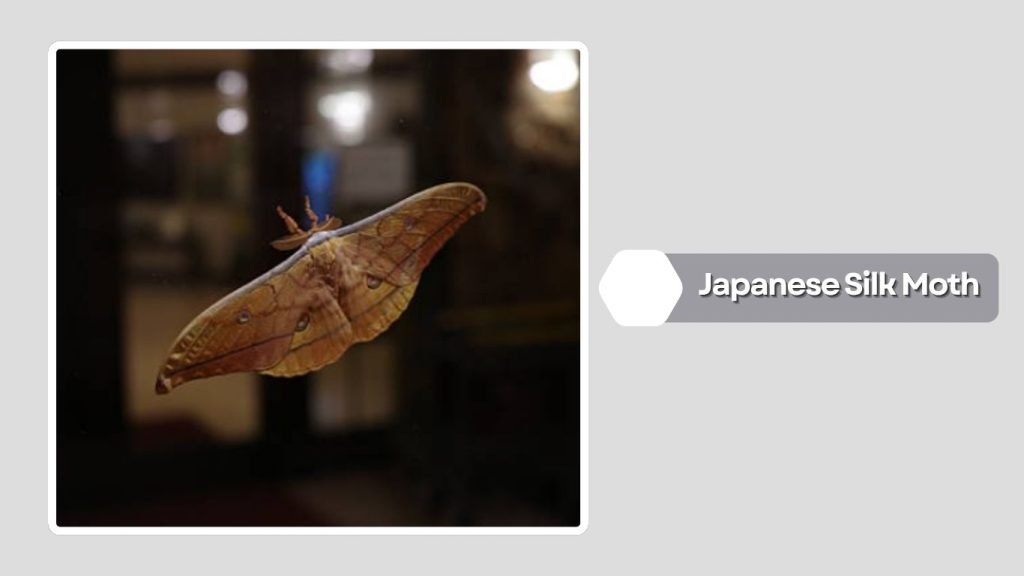 Japanese Silk Moth