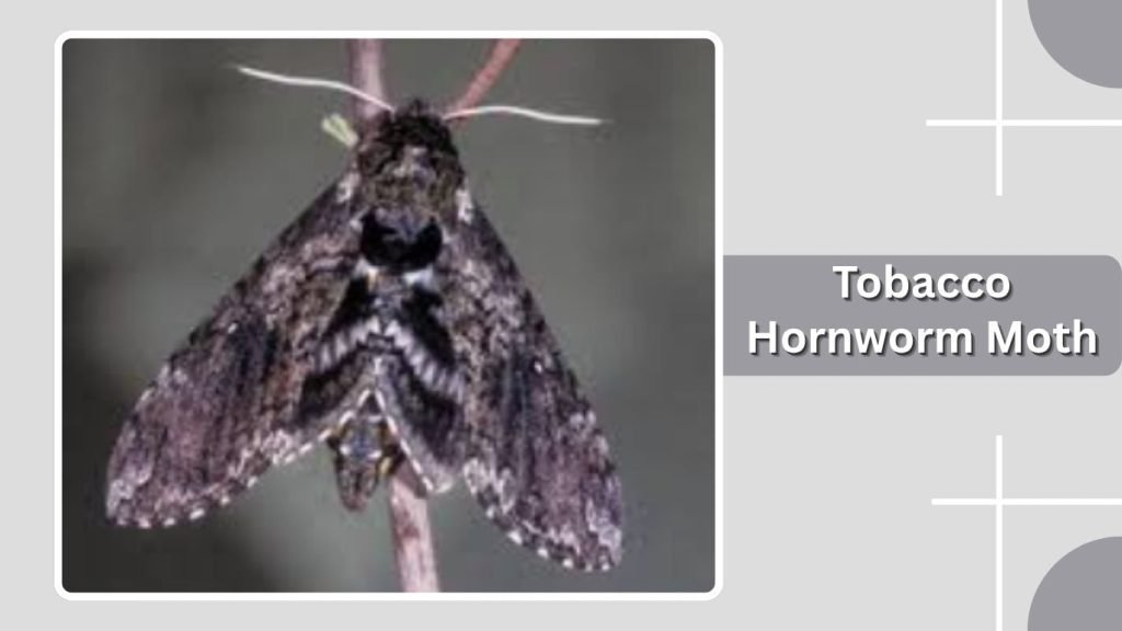 Tobacco Hornworm Moth