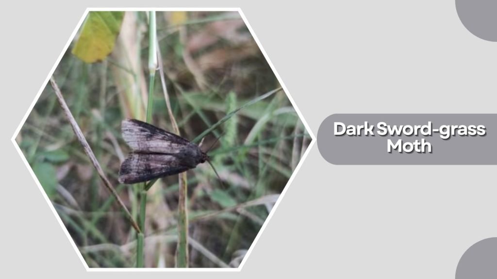 Dark Sword-grass Moth