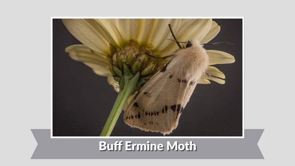 Buff Ermine Moth