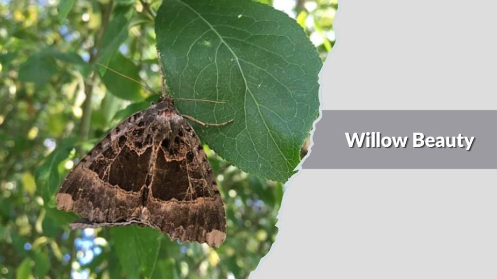  Willow Beauty