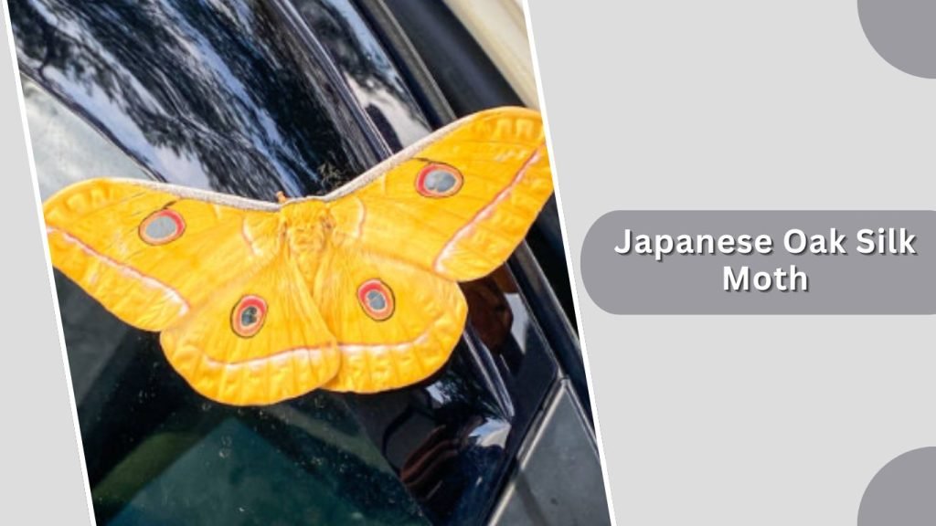 Japanese Oak Silk Moth