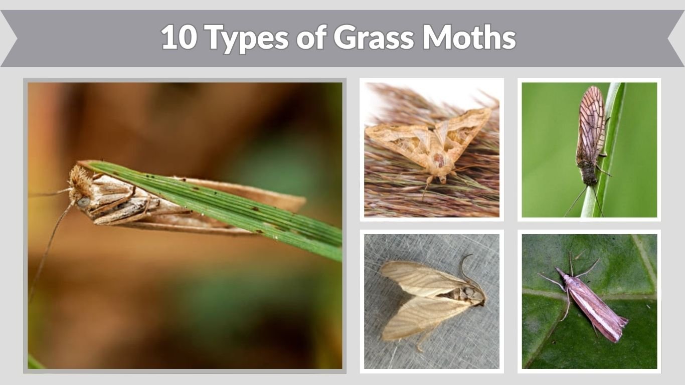 10 Types of Grass Moths: Identification with Pictures