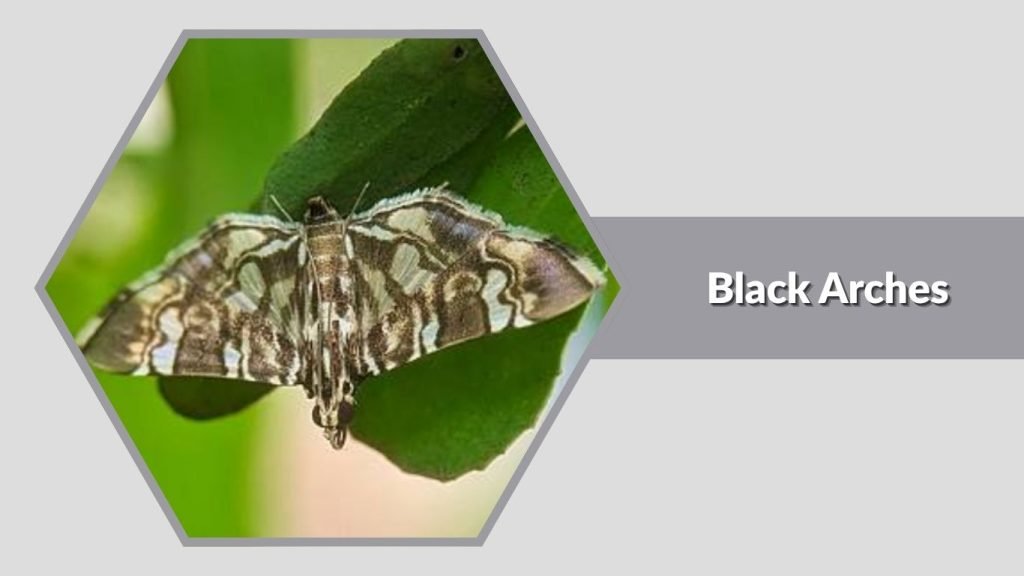 Black Arches