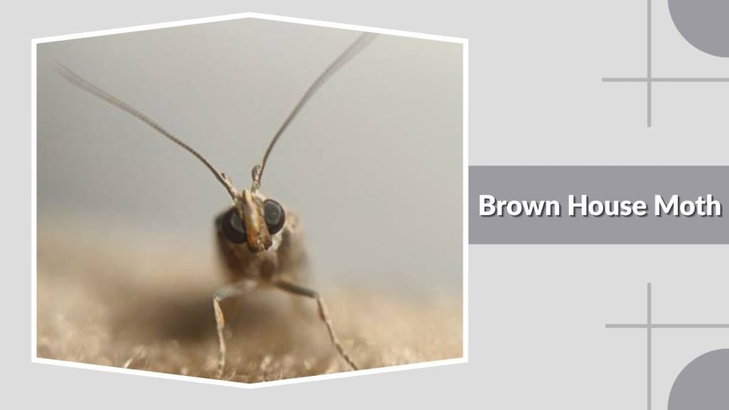  Brown House Moth