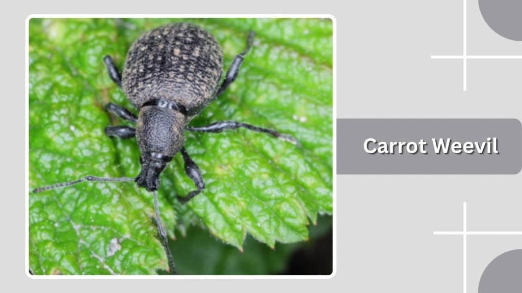 Carrot Weevil