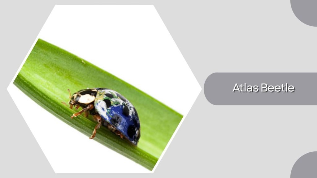  Atlas Beetle