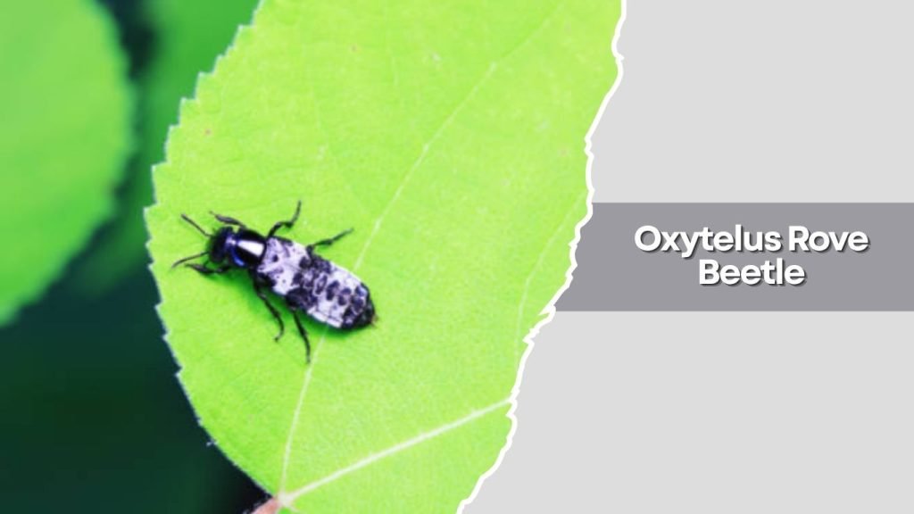 Oxytelus Rove Beetle