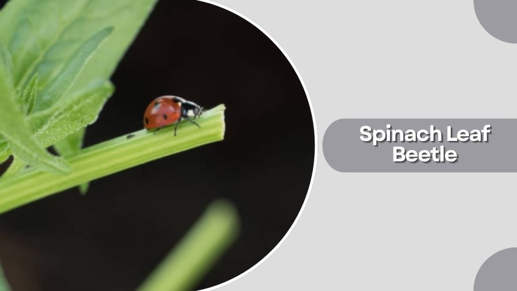 Spinach Leaf Beetle
