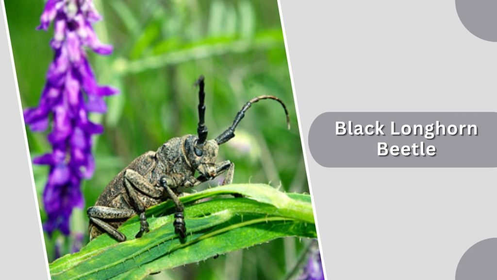 Black Longhorn Beetle