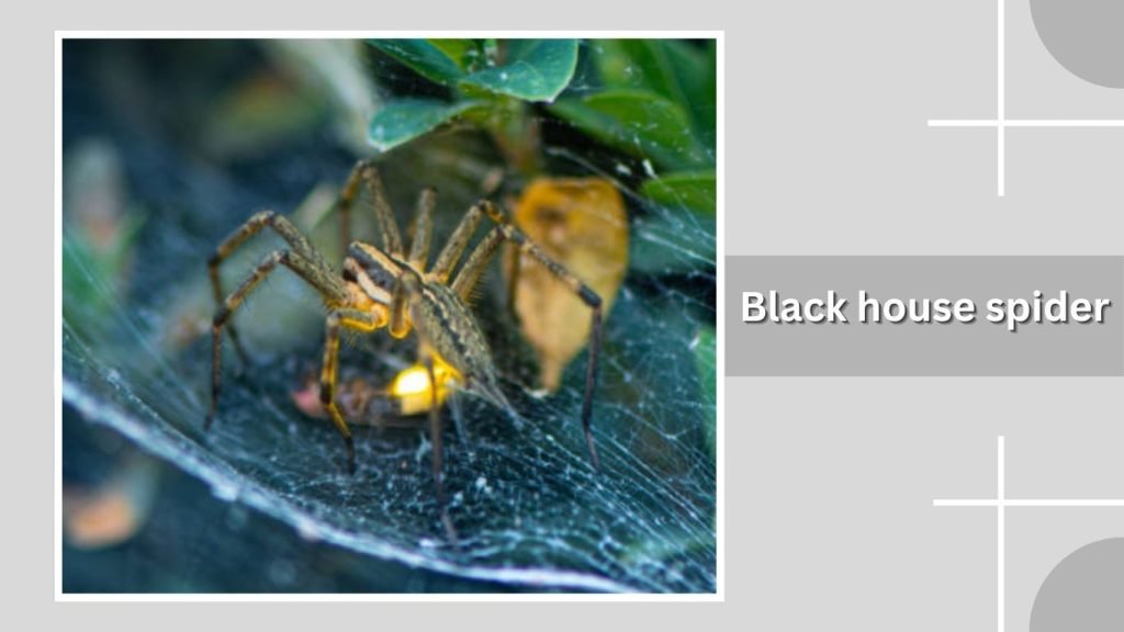  Black house spider