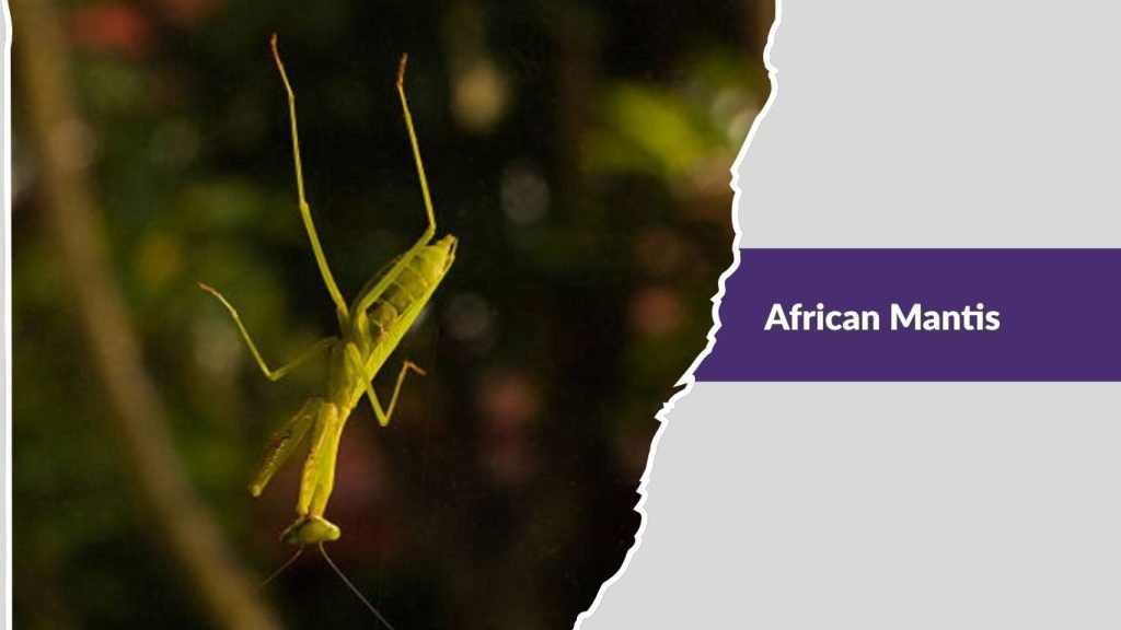 African Mantis