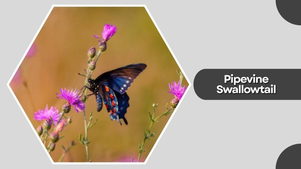 Pipevine Swallowtail
