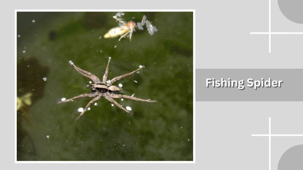  Fishing Spider