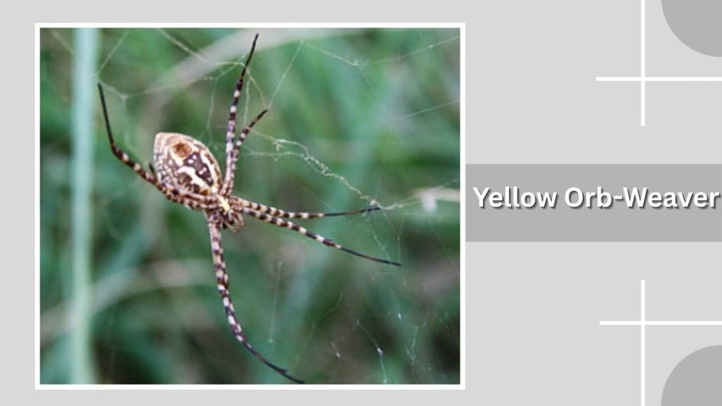  Yellow Orb-Weaver